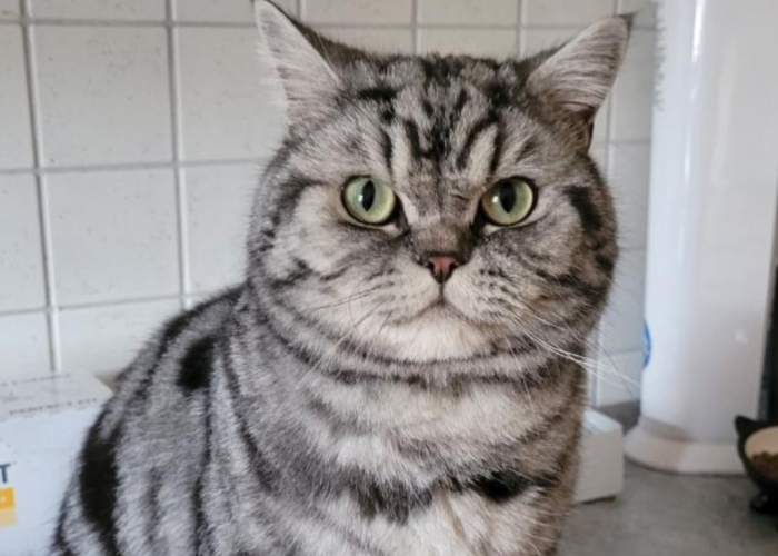 Katze, BKH, Carlo aus Lehrte, Tierheim Burgdorf