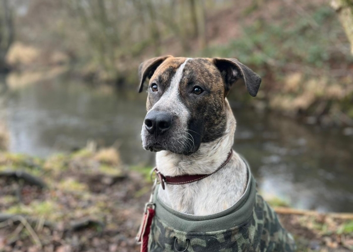 Mischling-Hund, Jo, Tierheim Burgdorf