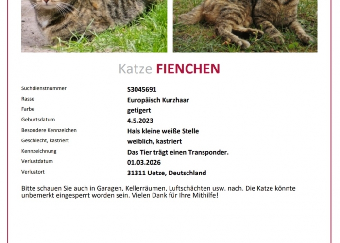 EKH-Katze, Fienchen, Tierheim Burgdorf
