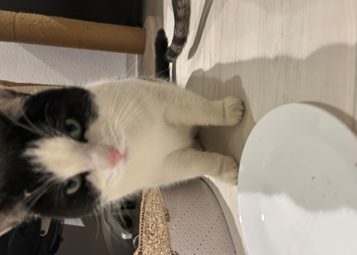 Katze, EKH, Karlo, Tierheim Burgdorf