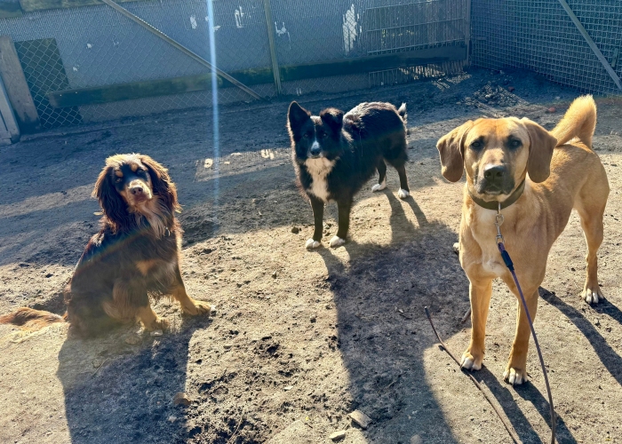 Bracken-Mischling-Hund, Sprotte, Tierheim Burgdorf