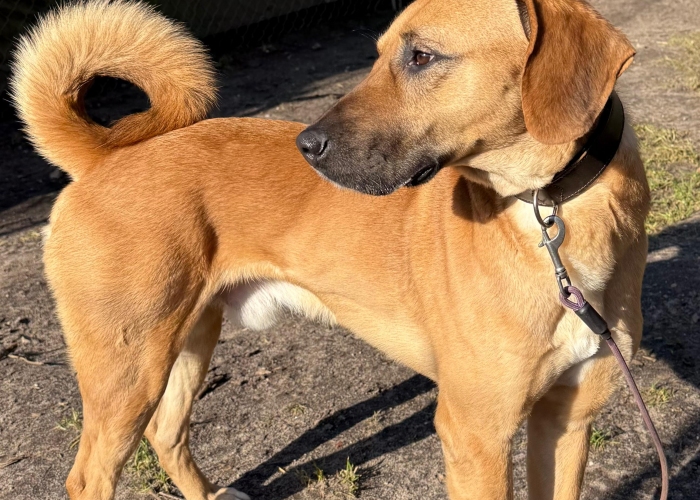 Hund, Bracken-Mischling, Sprotte, Tierheim Burgdorf