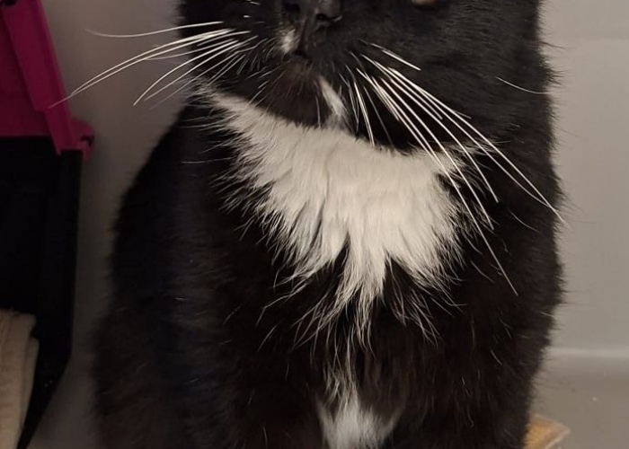 Katze, EKH, Kome, Tierheim Burgdorf