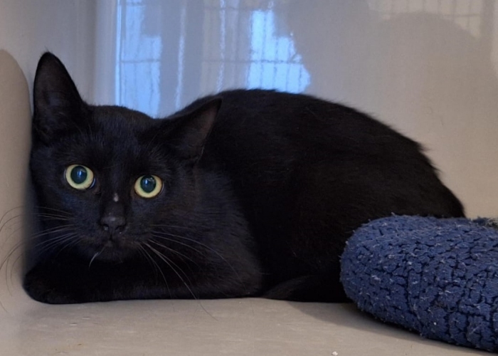 Katze, EKH, Spaghetti, Tierheim Burgdorf