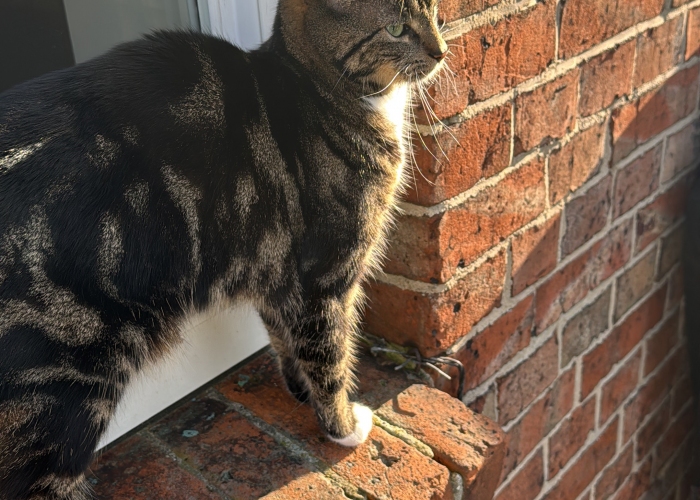 Katze, Siamesisch-Langhaar-Mix, Naylie, Tierheim Burgdorf