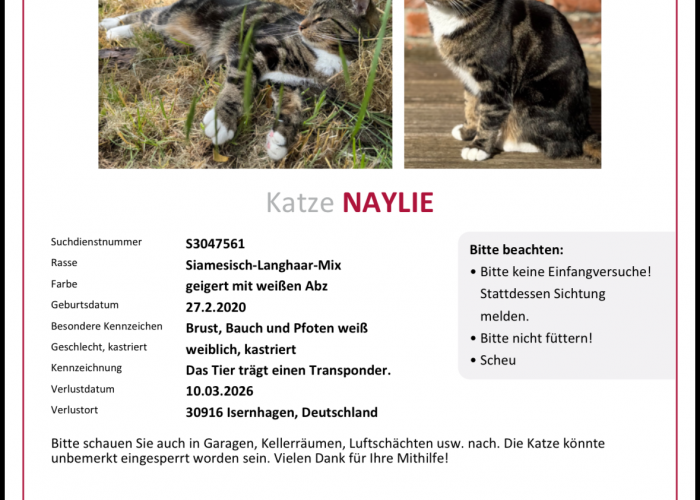 Siamesisch-Langhaar-Mix-Katze, Naylie, Tierheim Burgdorf