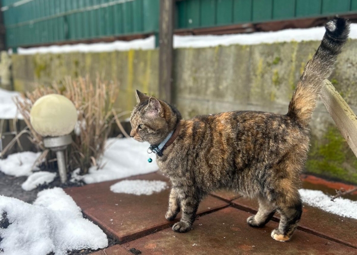 EKH-Katze, Kimmi, Tierheim Burgdorf