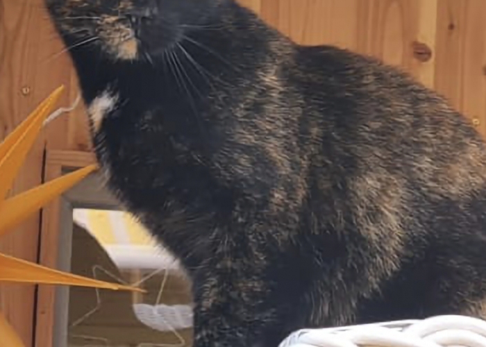 Katze, , Lou, Tierheim Burgdorf