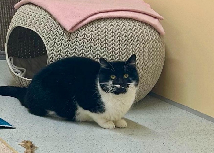 EKH-Katze, Goma und Mirin, Tierheim Burgdorf