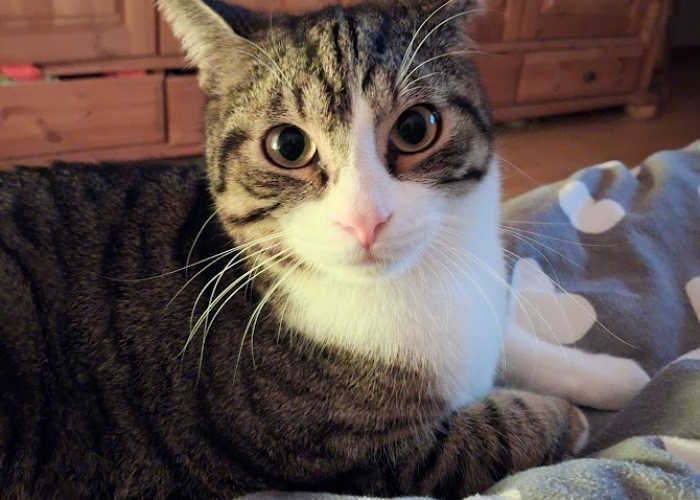 Katze, EKH, Krümel, Tierheim Burgdorf