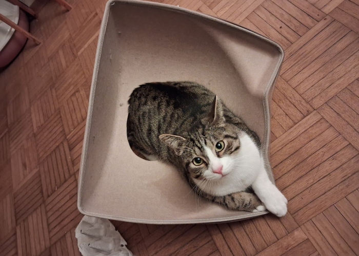 EKH-Katze, Krümel, Tierheim Burgdorf