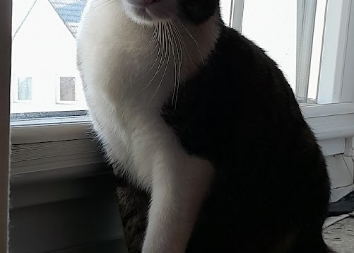 EKH-Katze, Krümel, Tierheim Burgdorf