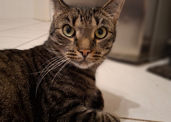 Katze, EKH, Tom und Taylor, Tierheim Burgdorf