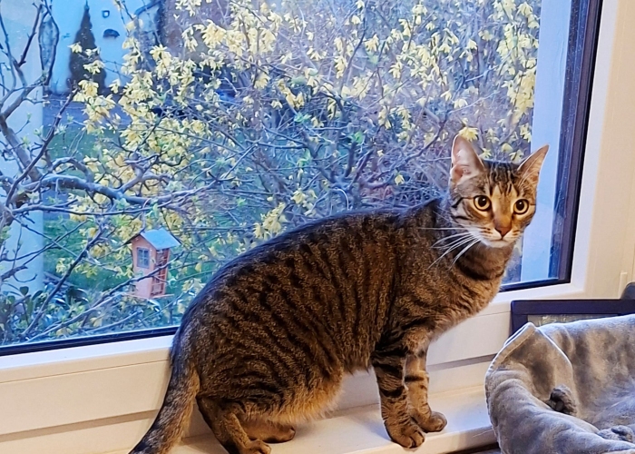 EKH-Katze, Tom und Taylor, Tierheim Burgdorf