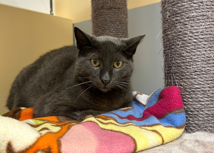 Katze, EKH, Momo, Tierheim Burgdorf