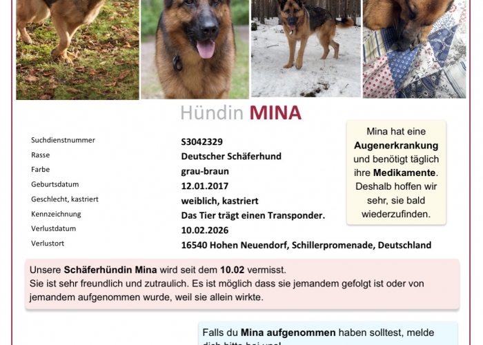 Hund, DSH, Mina, Tierheim Burgdorf