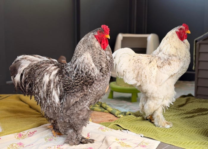 Vogel, , Jürgen und Zlatko, Tierheim Burgdorf