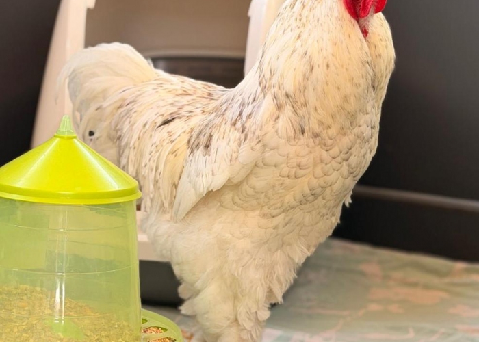 -Vogel, Jürgen und Zlatko, Tierheim Burgdorf