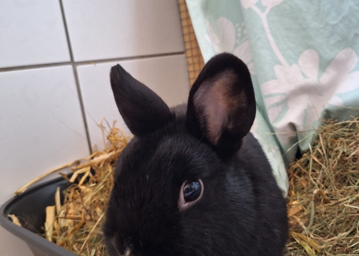 Kleintier, Zwergkaninchen, Salem, Tierheim Burgdorf