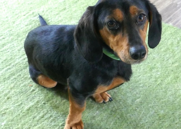Hund, Kurzhaardackel, Timon, Tierheim Burgdorf