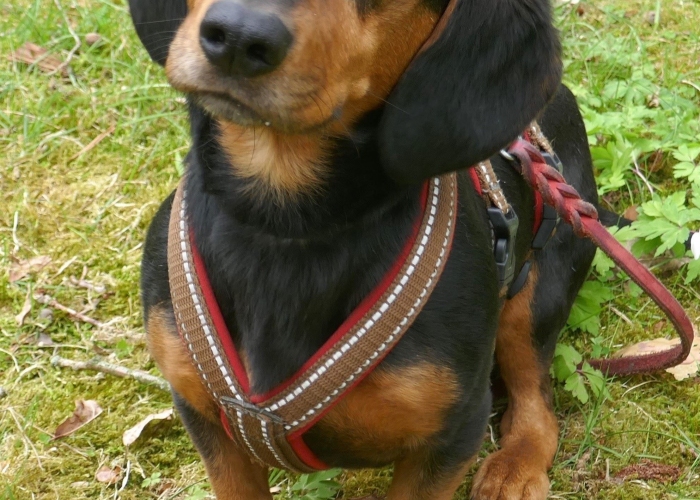 Kurzhaardackel-Hund, Timon, Tierheim Burgdorf