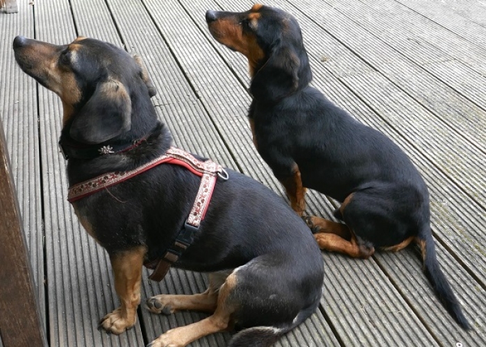 Kurzhaardackel-Hund, Timon, Tierheim Burgdorf