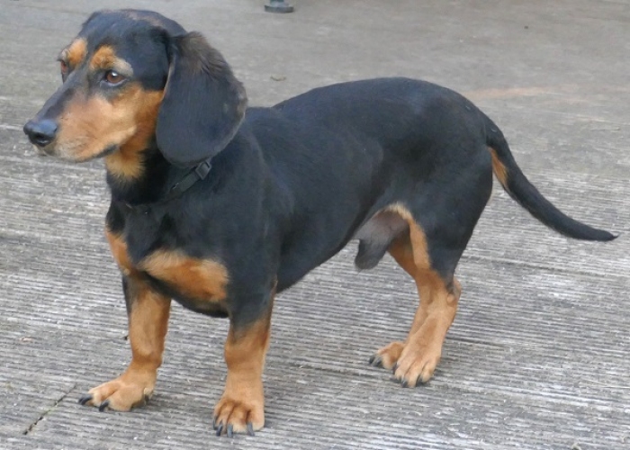 Kurzhaardackel-Hund, Timon, Tierheim Burgdorf