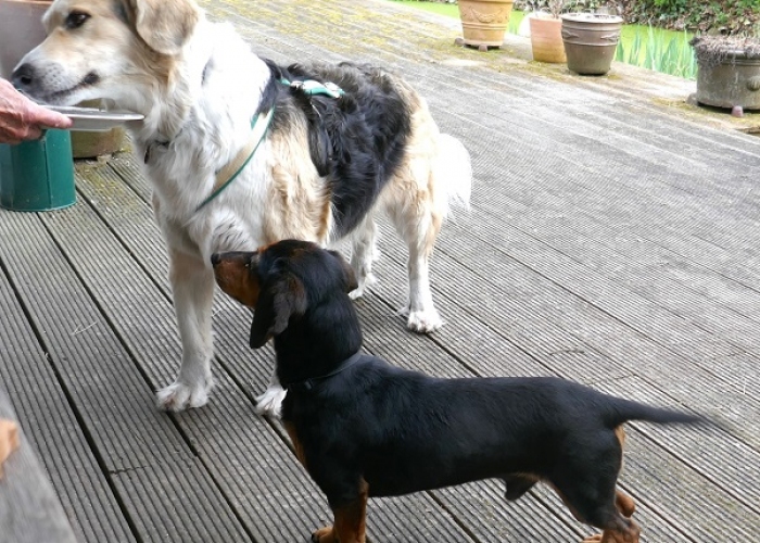 Kurzhaardackel-Hund, Timon, Tierheim Burgdorf