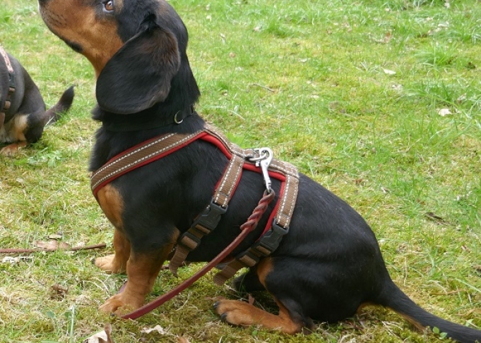 Kurzhaardackel-Hund, Timon, Tierheim Burgdorf