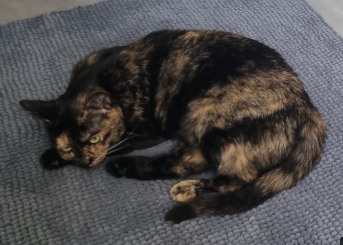 Katze, EKH, Violet (Vi), Tierheim Burgdorf