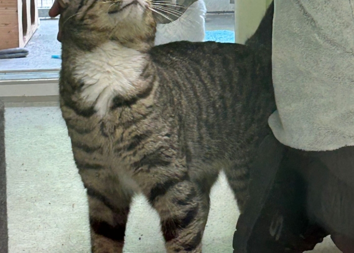 EKH-Katze, Alin, Tierheim Burgdorf