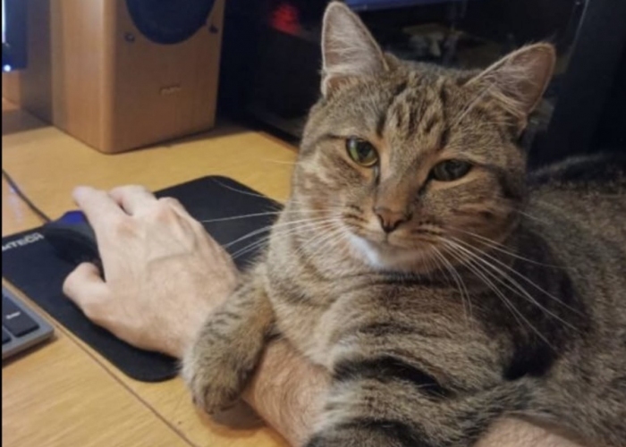 Katze, Europäisch Kurzhaar Katze, Bublik, Tierheim Burgdorf