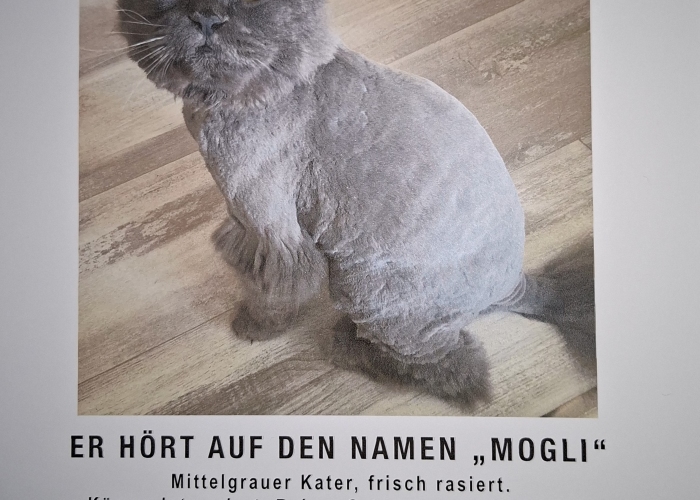 Katze, Maine Coon, Mogli, Tierheim Burgdorf