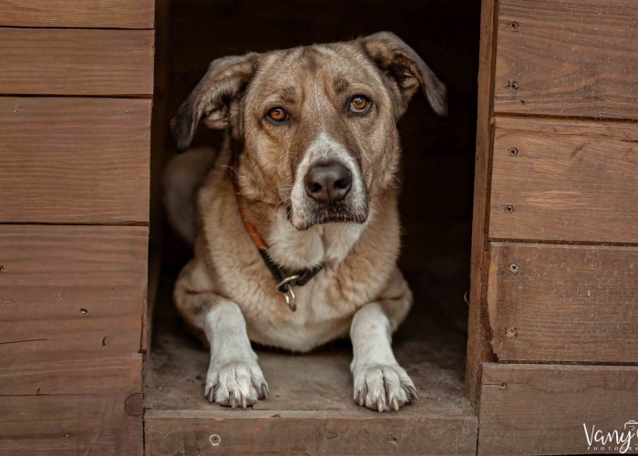 Kangal-Mischling-Hund, Willy Wonka , Tierheim Burgdorf