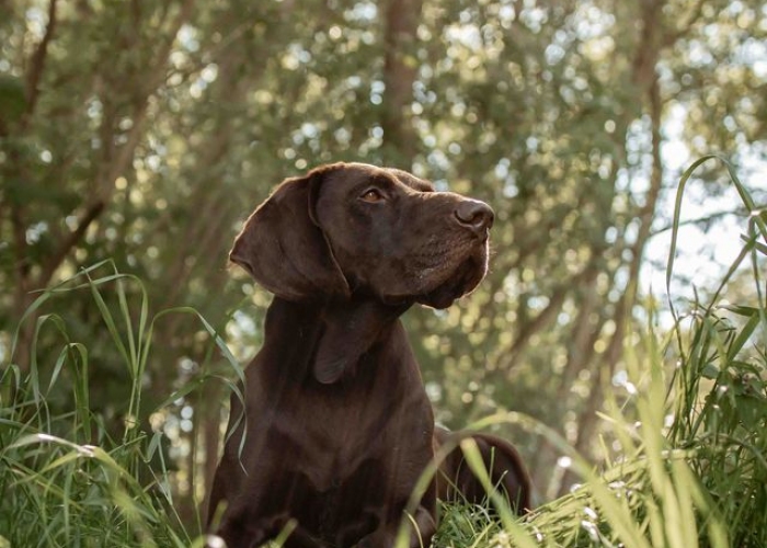 Deutsch-Kurzhaar (Mix)-Hund, Paul, Tierheim Burgdorf
