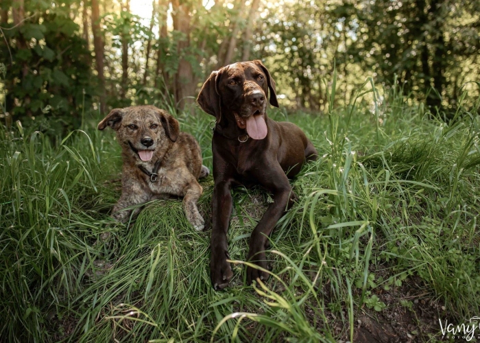 Deutsch-Kurzhaar (Mix)-Hund, Paul, Tierheim Burgdorf