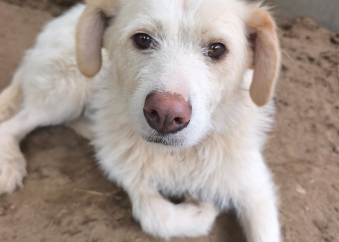 Hund, Mischling, Vicky, Tierheim Burgdorf