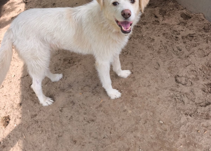 Mischling-Hund, Vicky, Tierheim Burgdorf