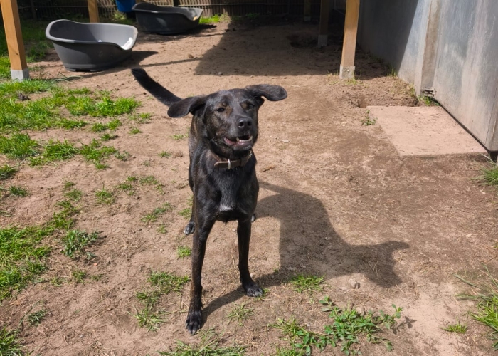 Windhund - Mix-Hund, Tiffany, Tierheim Burgdorf