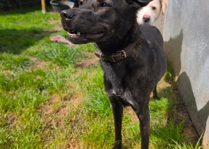 Windhund - Mix-Hund, Tiffany, Tierheim Burgdorf