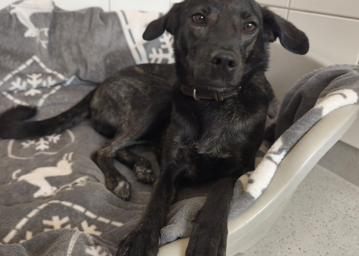 Windhund - Mix-Hund, Tiffany, Tierheim Burgdorf