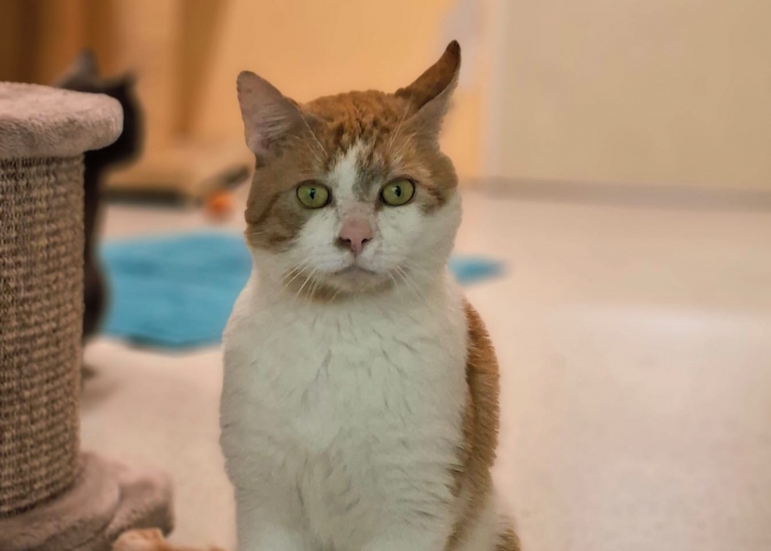 EKH-Katze, Bratan, Tierheim Burgdorf