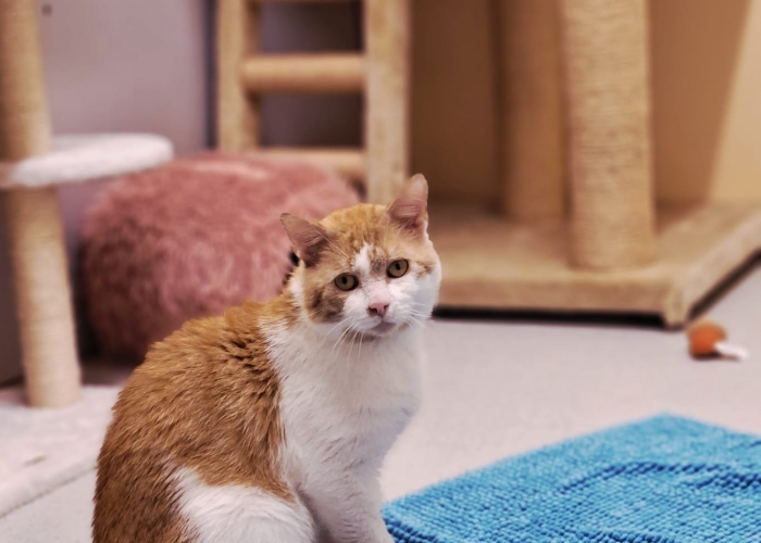 EKH-Katze, Bratan, Tierheim Burgdorf