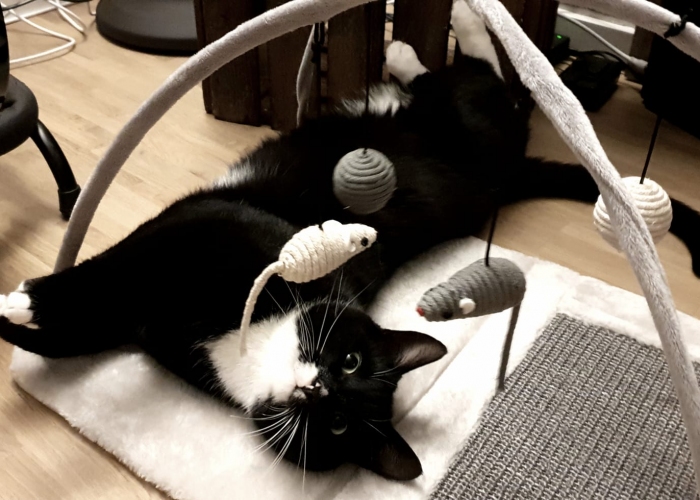 EKH-Katze, Aiden, Tierheim Burgdorf