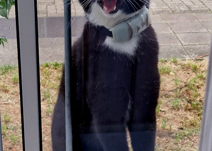 EKH-Katze, Aiden, Tierheim Burgdorf