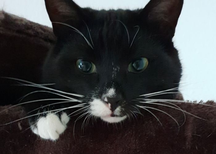 EKH-Katze, Aiden, Tierheim Burgdorf