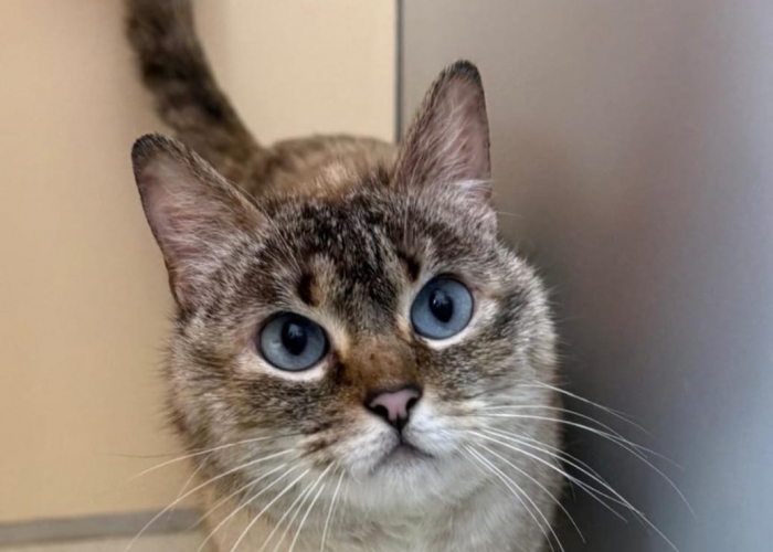Katze, Siam-Mix, Lei, Tierheim Burgdorf
