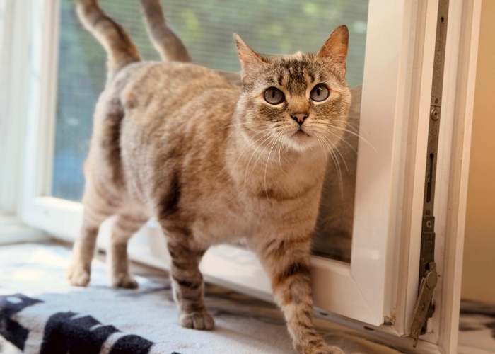 Siam-Mix-Katze, Lei, Tierheim Burgdorf