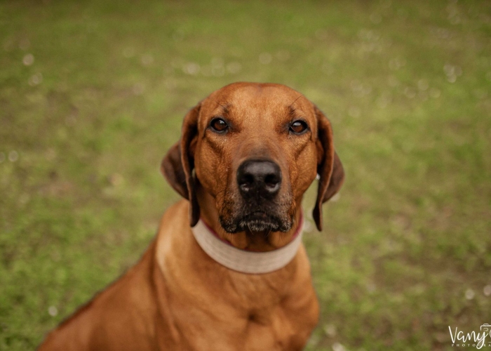 Rhodesian Ridgeback-Hund, Jamila, Tierheim Burgdorf