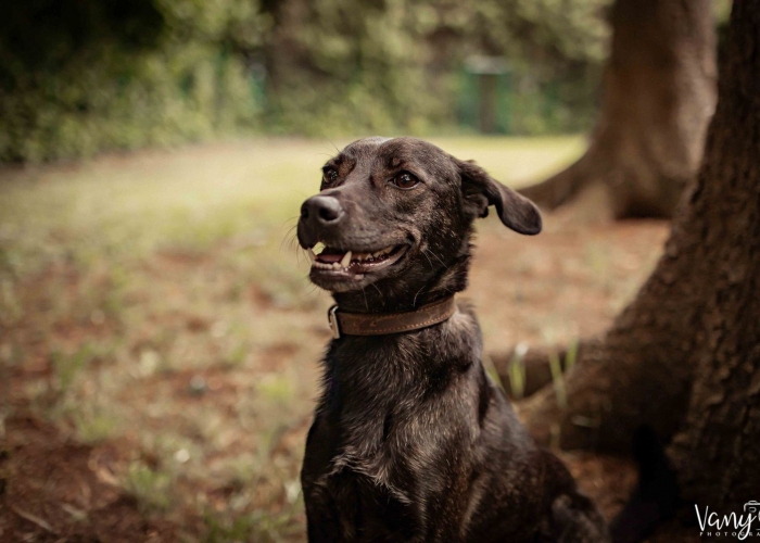 Windhund - Mix-Hund, Tiffany, Tierheim Burgdorf